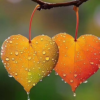 🍁بــــ🍁ـــرگ ریـــــ🍁ــــــــزان🍁