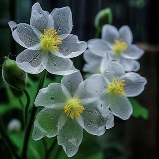 همتای ماه🌛🧚🪷
