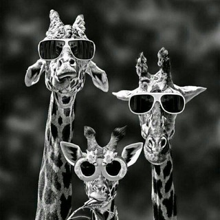 💸🚫𝑬𝑴𝑷𝑬𝑹𝑶𝑹 𝑶𝑭 𝑳𝑶𝑽𝑬🚫💸