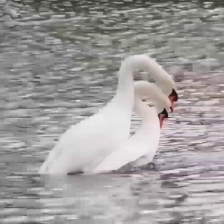 🦢❉্᭄͜͡ ߊ߬ࡐ‌ߊ‌ܝ̇‌ ܧࡐ‌ 𓋍⃟ᬼ⃟ 🦢