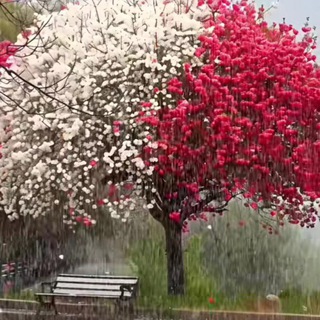 گلهای کاغذی