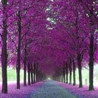 ࿐𖣁༅ارغوان࿐𖣁༅