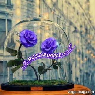 ▸‌𓄂ꪴꪰ↳‌𝙍𝙊𝙎𝙀 𝙋𝙐𝙍𝙋𝙇𝙀 ⃪ ٭𓆃ⷡ ⷪ ⷮ‌