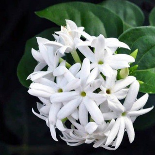 دور همی یاس سفید