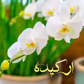 〚اَِرَِڪَِــیَِدَِهَِ𝙾𝚁𝙲𝙷𝙸𝙳🪻꙰༆]