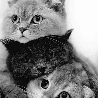 ⇝ 𝐂𝐀𝐑𝐀𝐁𝐈𝐍 ⇜