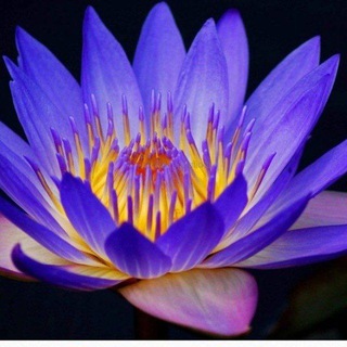 🪷 نیلوفرهای آبی 🪷