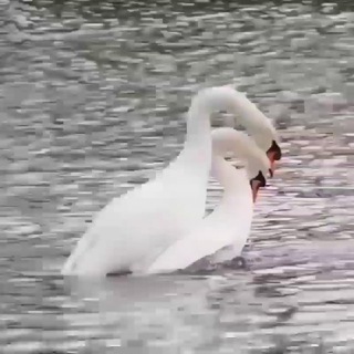 🦢❉্᭄͜͡ ߊ߬ࡐ‌ߊ‌ܝ̇‌ ܧࡐ‌ 𓋍⃟ᬼ⃟ 🦢