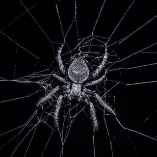 Spider 🕷️