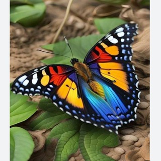 ٖؒ﷽‌ ر؋ـقاے ناب ‌ٖؒ﷽