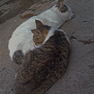 ghatlan khamush🫠🤌🏻