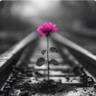 ((((🇮🇷🇦🇫 m👑s🇮🇷🇦🇫))))