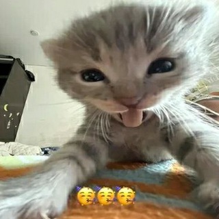 آزادی خواهان خوشگل و ناناز