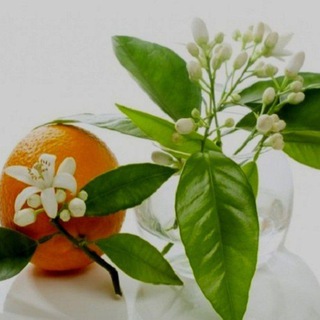 بهارنارنج🍊🌱