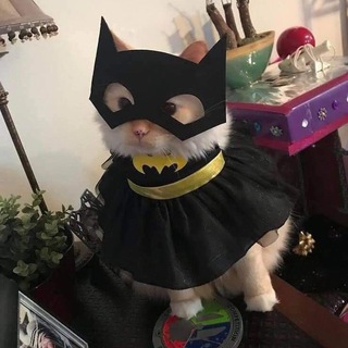 🐈‍⬛